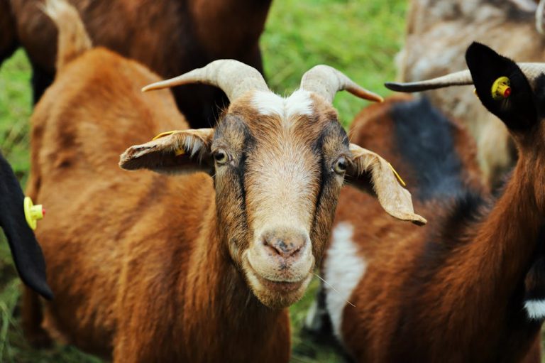 Gessagem – Gesso Agrícola (CONSUBE)